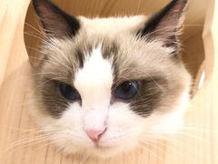 -momokira米努特·德文卷毛猫·棉花面纱犬
