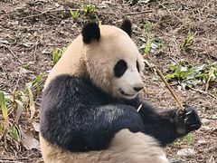 -都江堰中华大熊猫苑