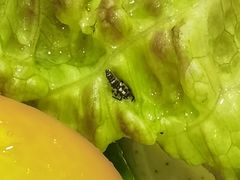 -小土豆北方菜馆(方庄店)