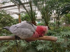 -南宫五洲植物乐园