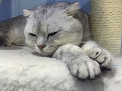 喵的天空-喵的天空名猫咖啡馆·撸猫·猫舍·用品