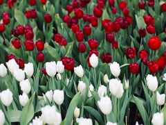 -厦门园林博览苑