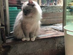 -猫咪博物馆(顶澳仔猫街店)