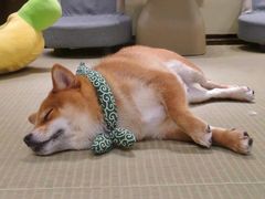 -逗柴咖啡屋·狗咖猫咖宠物桌游