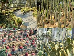 -深圳仙湖植物园