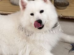 -共舞时光猫咖·狗咖(新街口店)