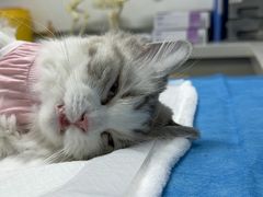 -达爱动物医院·犬猫分区·CT·复杂眼科(远洋山水分院)