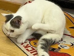 -猫咪派对(江南西店)
