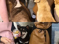 -萌喵宠狗爱心宠咖