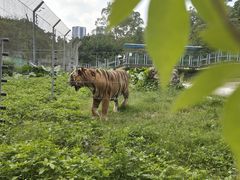 -深圳野生动物园
