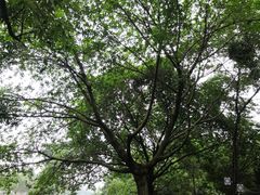 -成都市活水公园