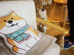 -柴犬小屋·柴餐厅·狗咖食堂(金鼎广场店)