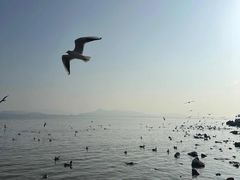 -深圳湾公园(南山区)