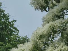 -泰丰公园