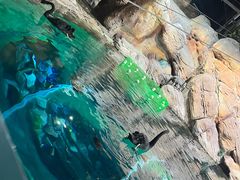 -上海海洋水族馆