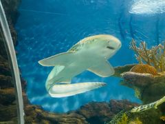 -上海海洋水族馆