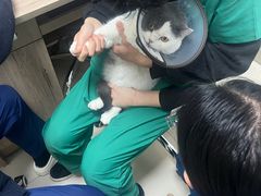 -派美特宠物医院·核磁CT·骨科肿瘤·疑难转诊(沈农禾丰店)