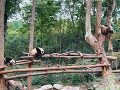 景点-成都大熊猫繁育研究基地