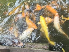 -桂湖森林公园