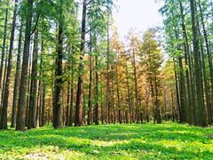 -渡海小渔村.老辈日照菜