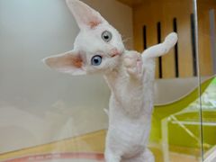 -青奢宠物·青奢猫舍