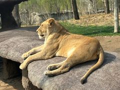 -北京野生动物园