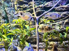 -上海海洋水族馆