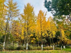 -昆山城市生态森林公园