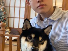 -豆柴町-柴犬主题狗咖(红鼎国际C座店)