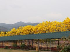 -天适樱花悠乐园