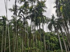 -中国科学院西双版纳热带植物园