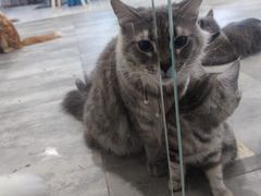 -楼上猫咖(罗湖店)