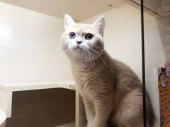 -屋虎猫馆(宝安大仟里店)