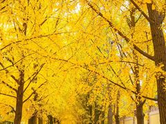 -三里屯东五街银杏大道