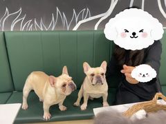 -安格丽娜·狗咖·猫咖羊驼咖(春熙路百盛商场店)