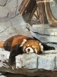 -Zoolung Zoolung动物主题公园(海信广场店)