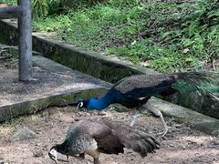 -吉隆坡雀鸟公园