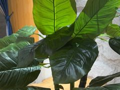 -鑫涛温泉汗蒸时代