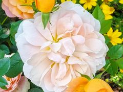 -东方体育中心(地铁站)