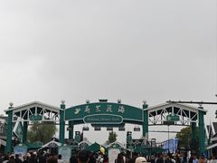 -荷兰花海