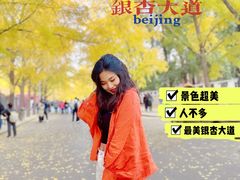 -三里屯东五街银杏大道