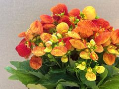 -十二舍·湯物素煮(江泰潤政店)