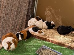 -神户市立六甲山牧场