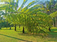 -中国科学院西双版纳热带植物园