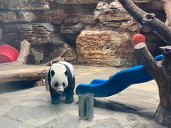 -石家庄市动物园