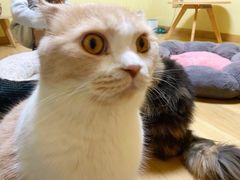 -Meowの猫咖(万家丽店)