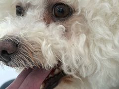 -纳吉亚猫专科动物诊疗中心(蒋宅口分院)