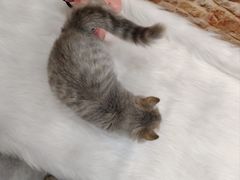 -1013 PET SHOP精品宠物商店(丁香店)