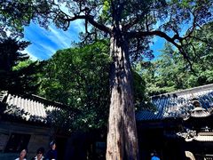 -青岛崂山太清宫