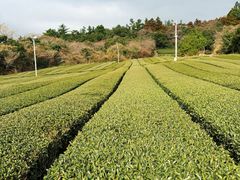 -雪绿茶博物馆